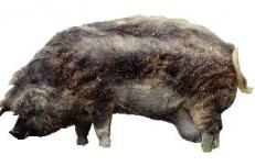 Click here to enlarge image