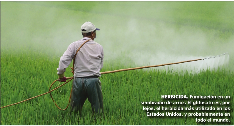 Así es el glifosato, el «cancerígeno» herbicida más usado del mundo